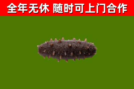 沙河烟酒回收干海参.jpg